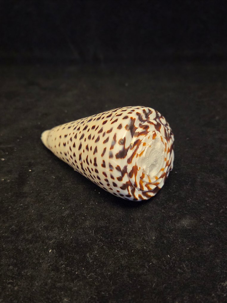 Sea Snail Sea shell - M-454 CONUS LITTERATUS (No Reserve Price) #3.2