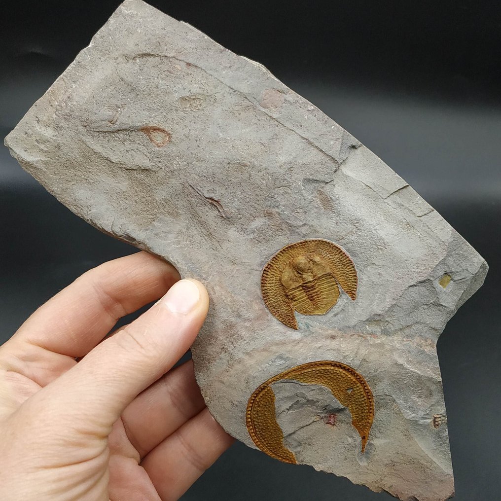 Trilobite magnifique - Animal fossilisé - Declivolithus titan #3.2