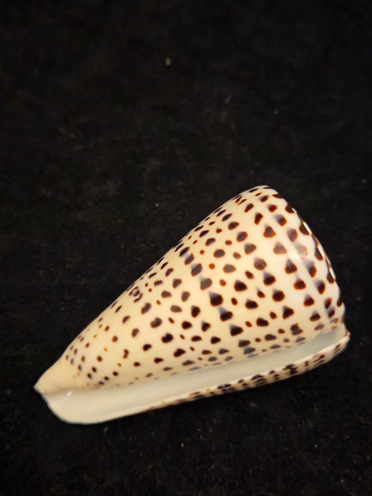 Sea Snail Sea shell - M-454 CONUS LITTERATUS (No Reserve Price) #1.0