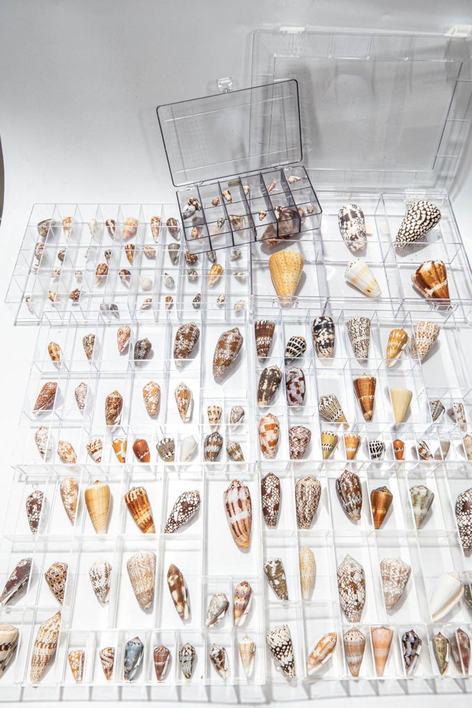 Extensive Conus collection with rarities ***GEM*** Taxidermy full body mount - Conus - 20 cm - 60 cm - 40 cm - 146 #1.0