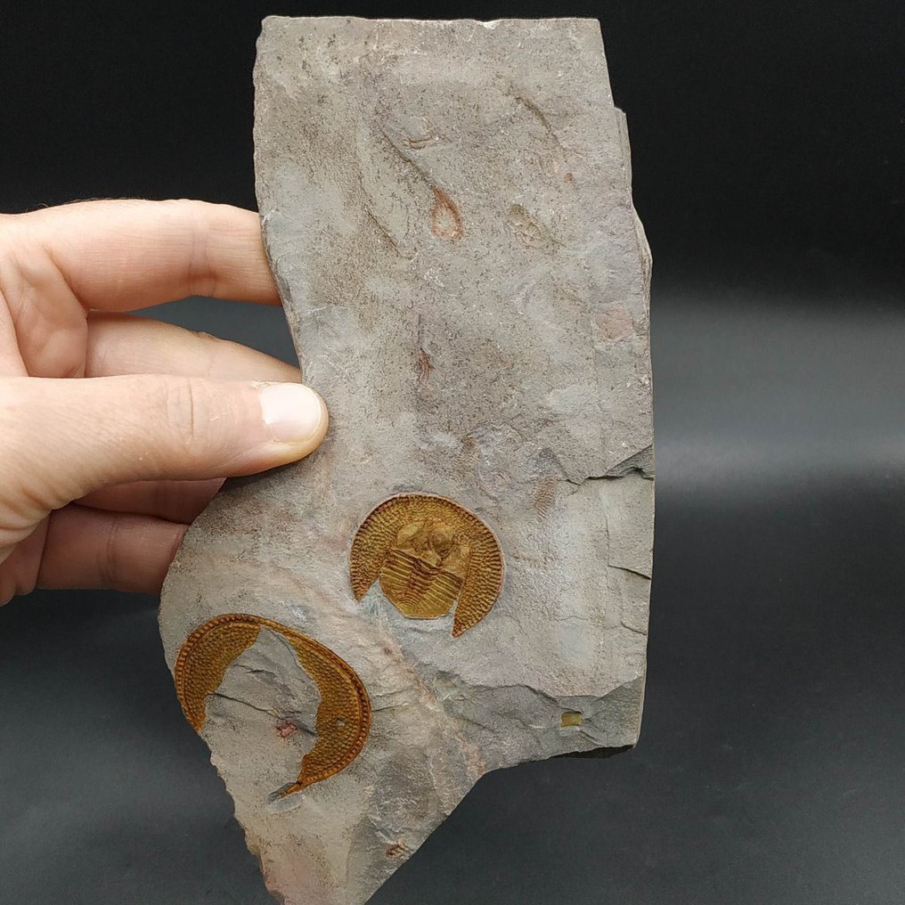 Trilobite magnifique - Animal fossilisé - Declivolithus titan #2.1