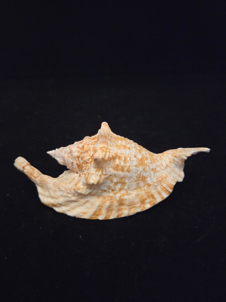 Havslange Havskal - M-934 STROMBUS GALLUS (Ingen mindstepris) #1.0