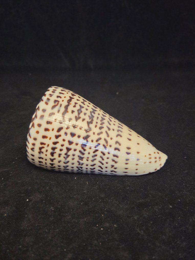 Sea Snail Sea shell - M-454 CONUS LITTERATUS (No Reserve Price) #1.0