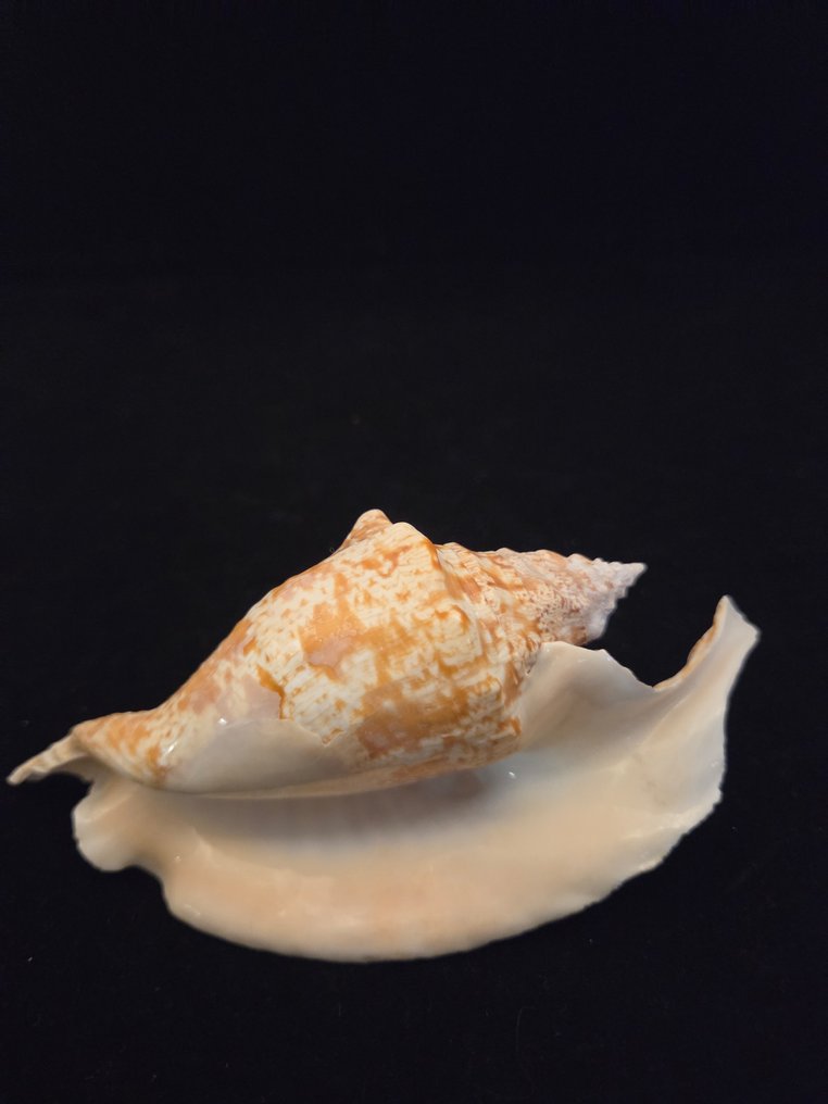 Havslange Havskal - M-934 STROMBUS GALLUS (Ingen mindstepris) #2.1