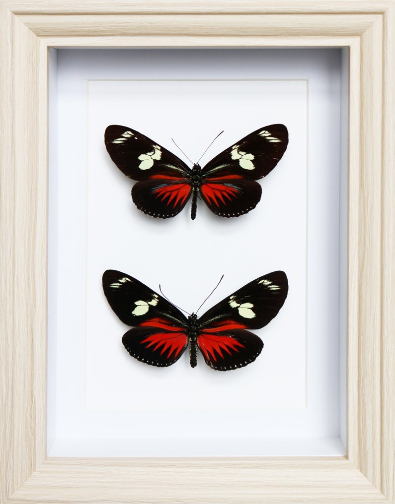 Papillon Support de corps entier pour taxidermie - Helioconus red - 20 cm - 15 cm - 3 cm - Espèces non-CITES - 1 #1.0