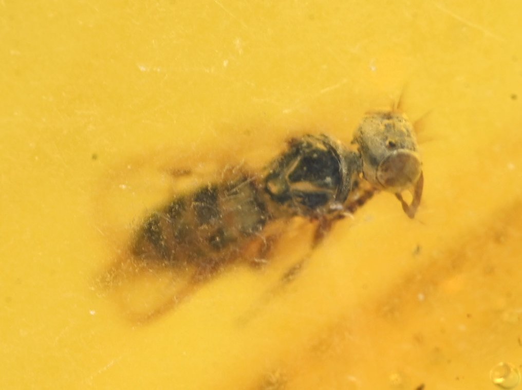 Κεχριμπάρι Βιρμανίας - Απολιθωμένο cabochon - Group of 4 pieces with fossil insect inclusions - Spider, Wasp, Beetle, and Gnat (χωρίς τιμή ασφαλείας) #1.0
