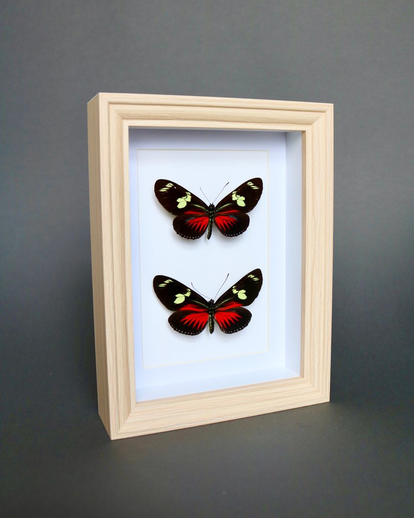 Papillon Support de corps entier pour taxidermie - Helioconus red - 20 cm - 15 cm - 3 cm - Espèces non-CITES - 1 #1.0