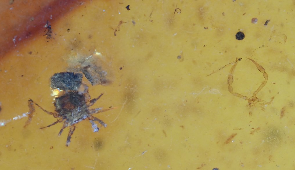Burmese amber - Fossil cabochon - Group of 4 pieces with fossil insect inclusions - Spider, Wasp, Beetle, and Gnat  (No reserve price) #3.2