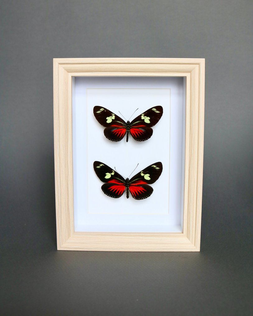 Papillon Support de corps entier pour taxidermie - Helioconus red - 20 cm - 15 cm - 3 cm - Espèces non-CITES - 1 #3.2