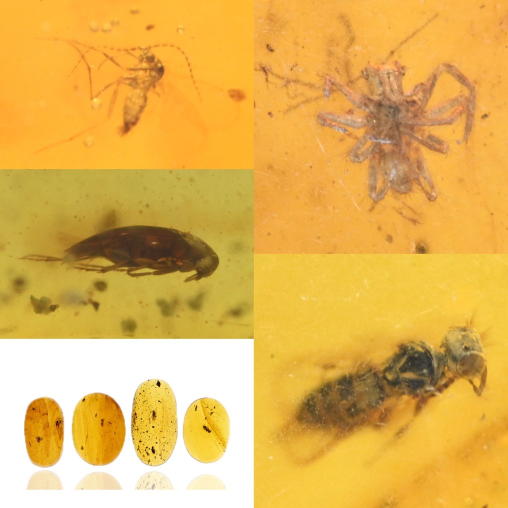 Κεχριμπάρι Βιρμανίας - Απολιθωμένο cabochon - Group of 4 pieces with fossil insect inclusions - Spider, Wasp, Beetle, and Gnat (χωρίς τιμή ασφαλείας) #1.0