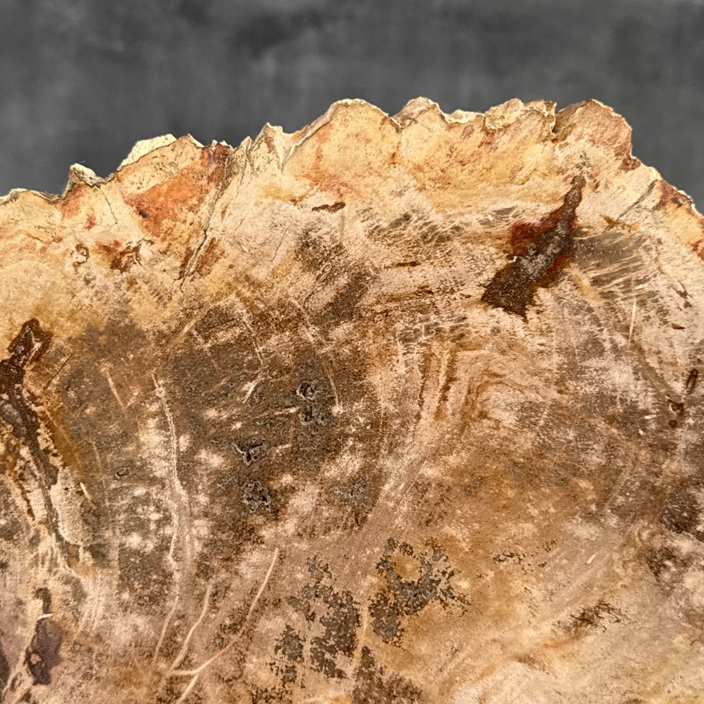 华丽的化石木片，放在定制底座上 - 化石木材 - 26.5 cm - 36 cm  (没有保留价) #4.3