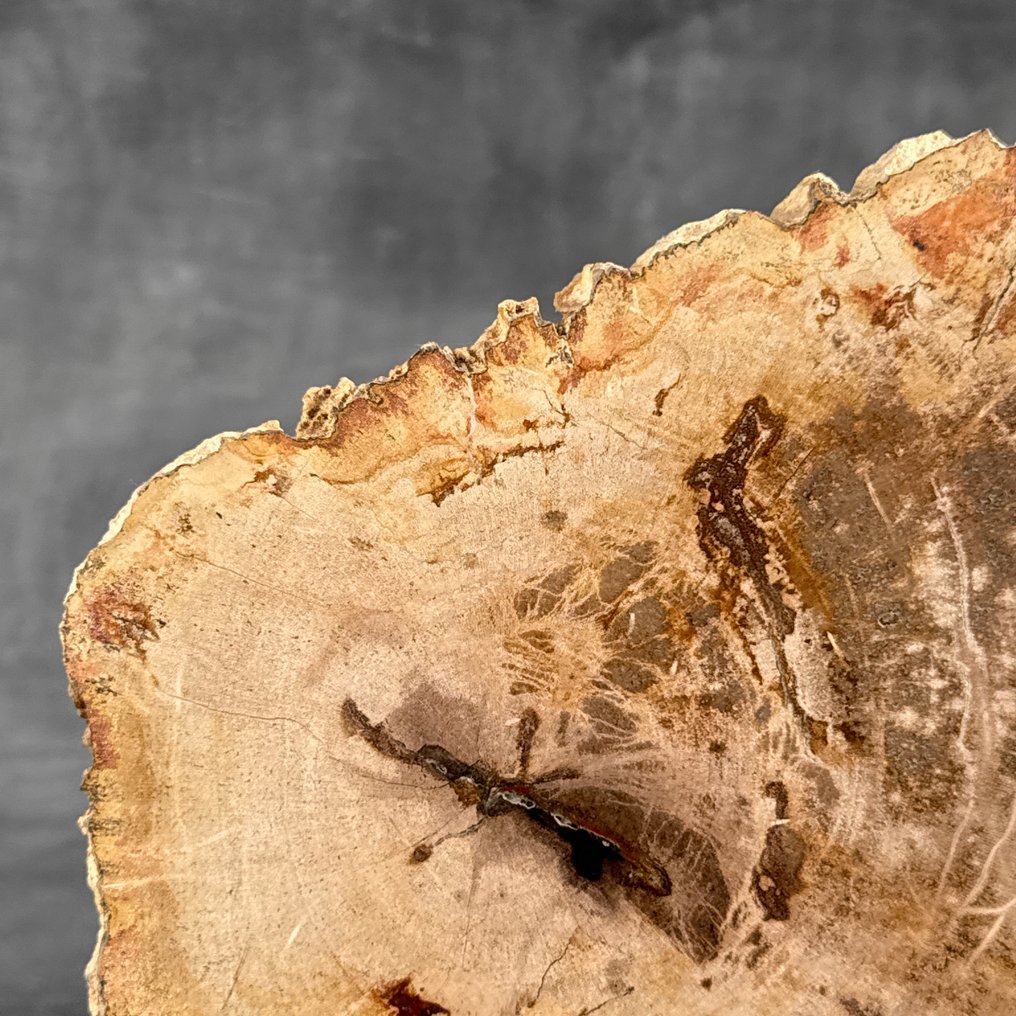 华丽的化石木片，放在定制底座上 - 化石木材 - 26.5 cm - 36 cm  (没有保留价) #3.2