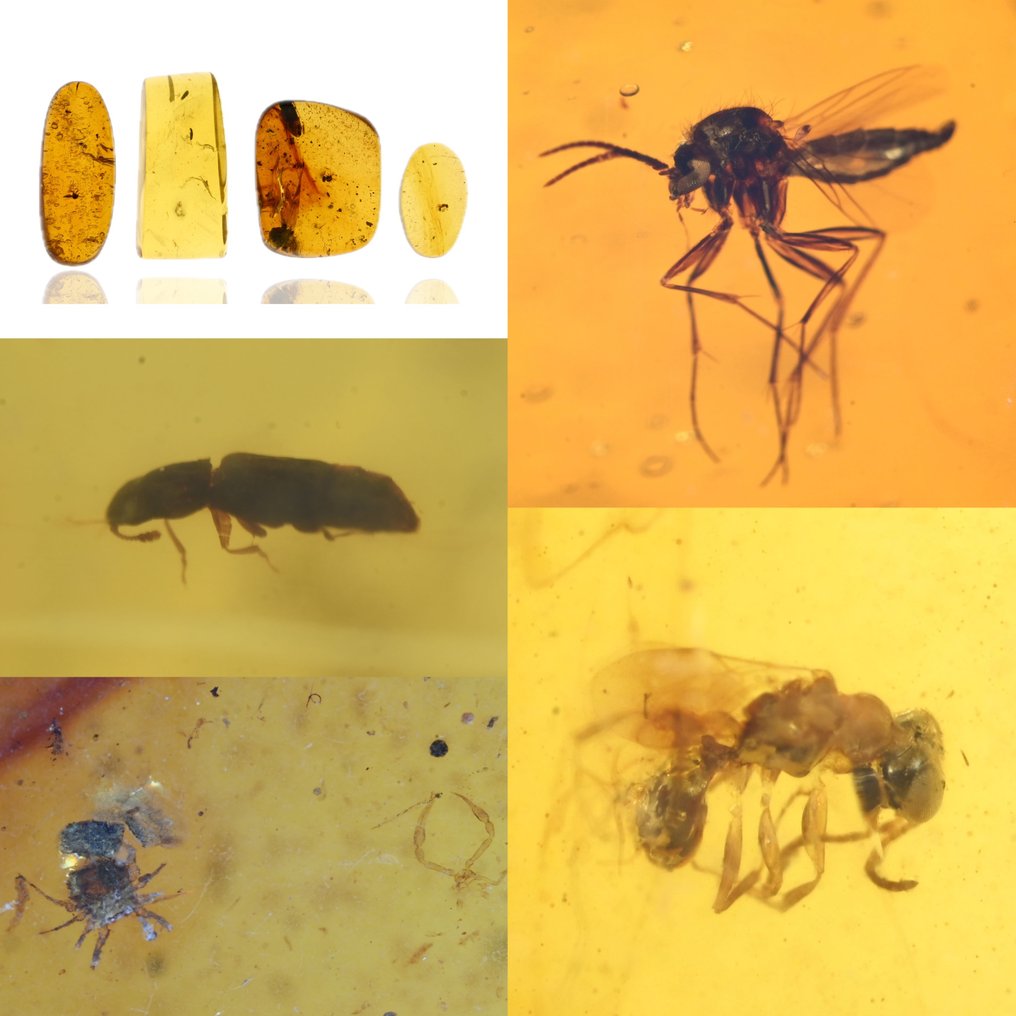 Burmese amber - Fossil cabochon - Group of 4 pieces with fossil insect inclusions - Spider, Wasp, Beetle, and Gnat  (No reserve price) #1.0