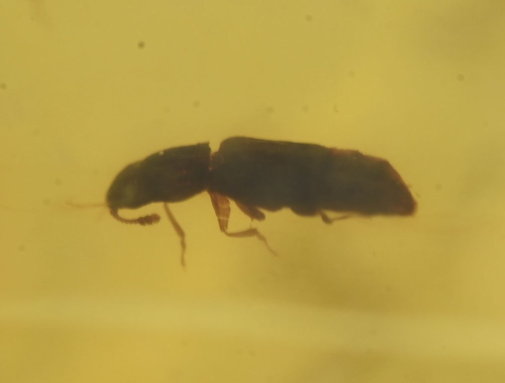 Burmese amber - Fossil cabochon - Group of 4 pieces with fossil insect inclusions - Spider, Wasp, Beetle, and Gnat  (No reserve price) #2.1