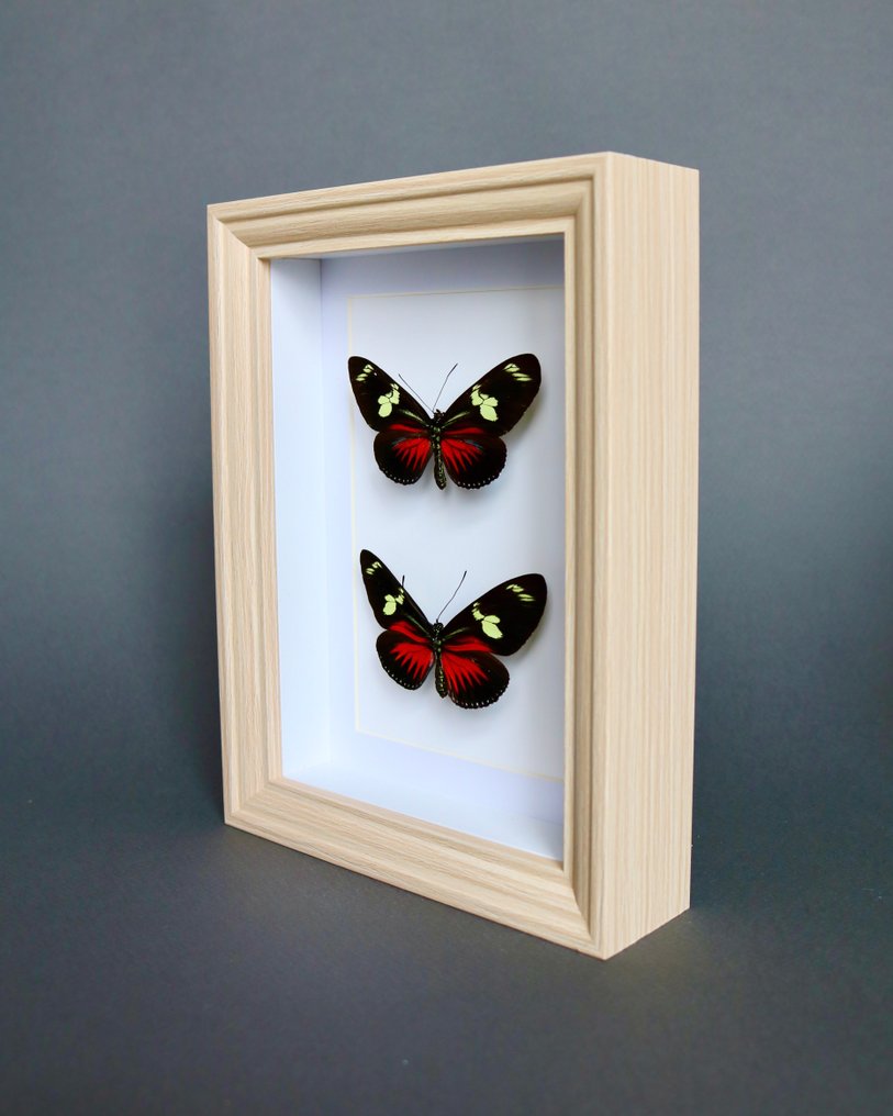 Papillon Support de corps entier pour taxidermie - Helioconus red - 20 cm - 15 cm - 3 cm - Espèces non-CITES - 1 #2.1
