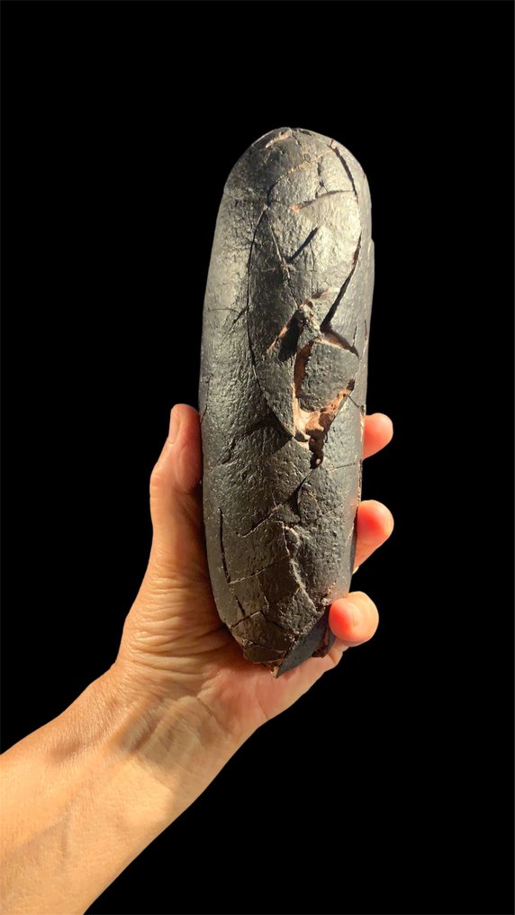 Fossiles - Œuf fossilisé - Macroolithus - 22 cm - 9 cm #4.3