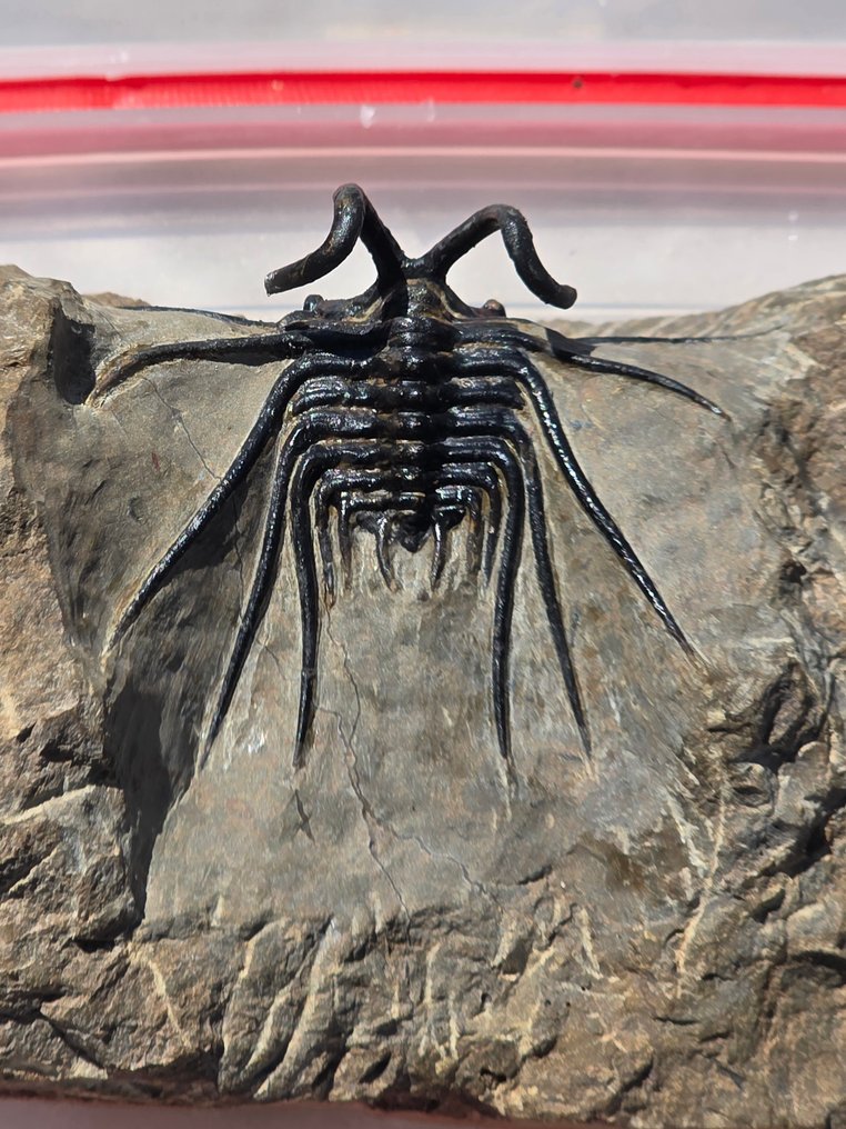 三叶虫 - 动物化石 - Dicranurus Monstrosus #1.0