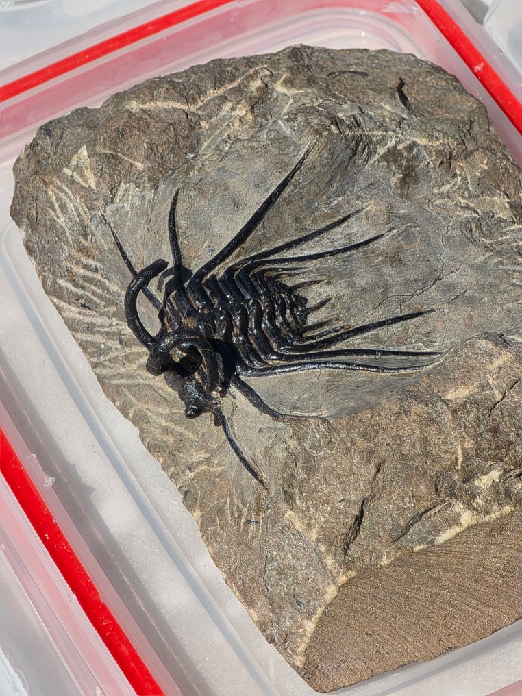 Trilobite - Fossile dyr - Dicranurus Monstrosus #3.2