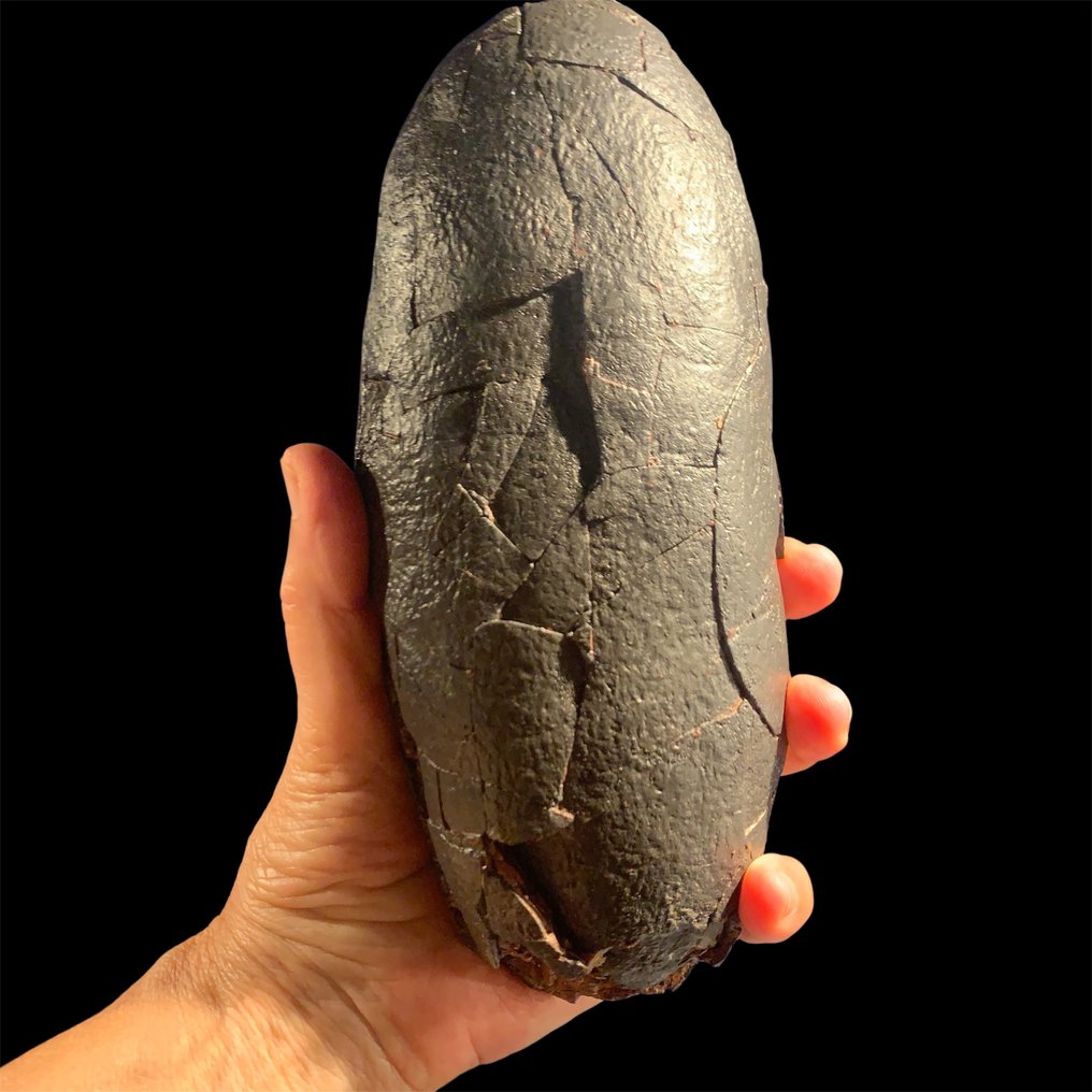 Fossiles - Œuf fossilisé - Macroolithus - 22 cm - 9 cm #1.0