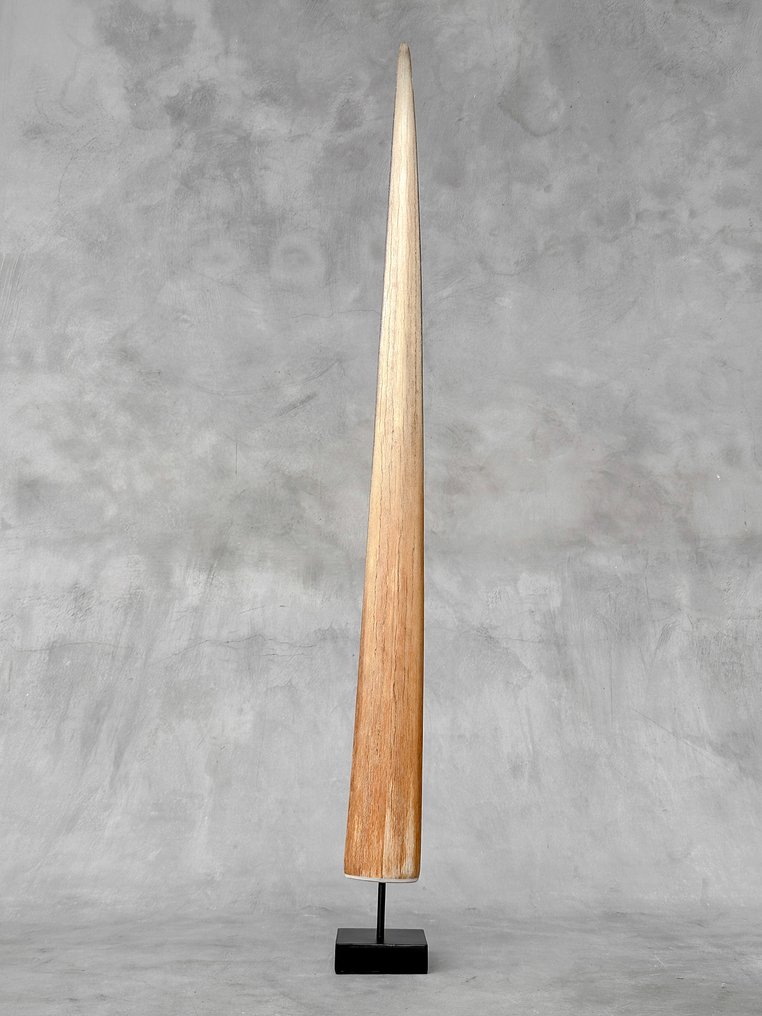 无底价 - 剩鱼獠牙镶嵌在底座上 支架上的吻突 - Xiphias Gladius - 80 cm - 8 cm - 7 cm- 非《濒危物种公约》物种 #3.2