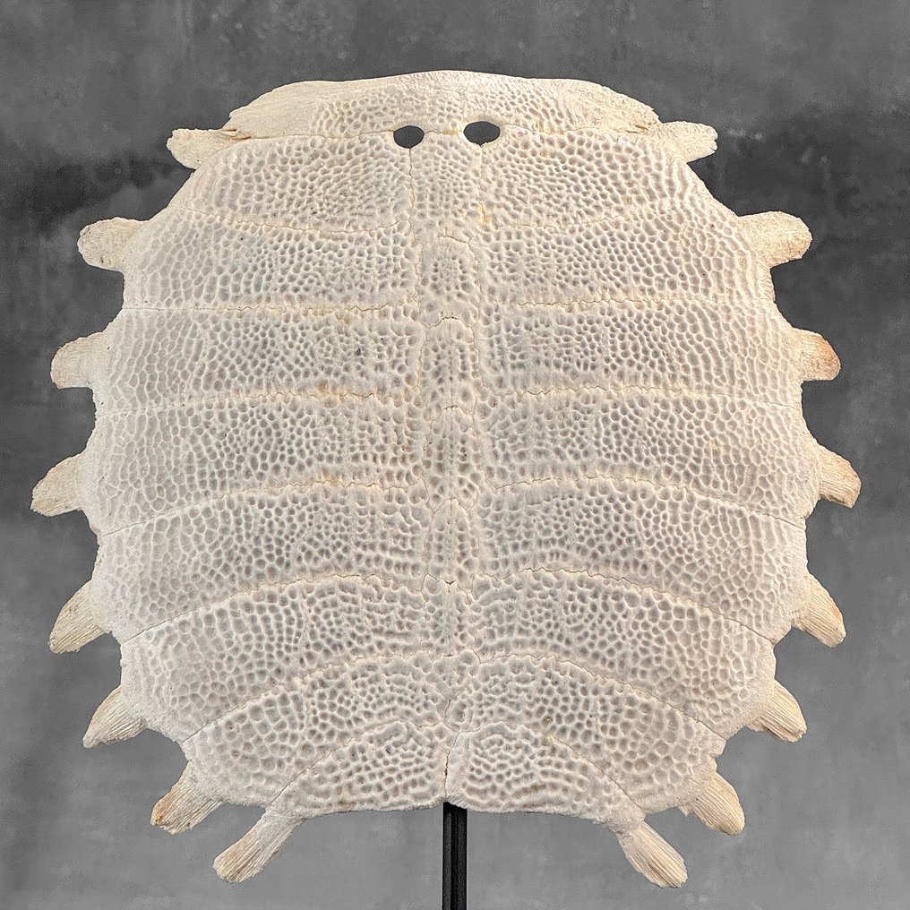 无底价 - 中国软壳龟背甲，放置在定制支架上 骨 - Pelodiscus sinensis - 31 cm - 21 cm - 7 cm- 非《濒危物种公约》物种 -  (1) #4.3