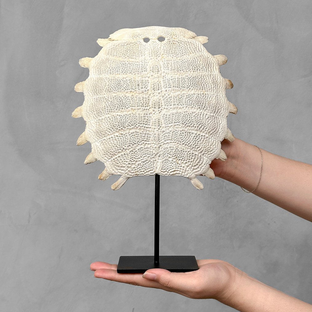 无底价 - 中国软壳龟背甲，放置在定制支架上 骨 - Pelodiscus sinensis - 31 cm - 21 cm - 7 cm- 非《濒危物种公约》物种 -  (1) #1.0