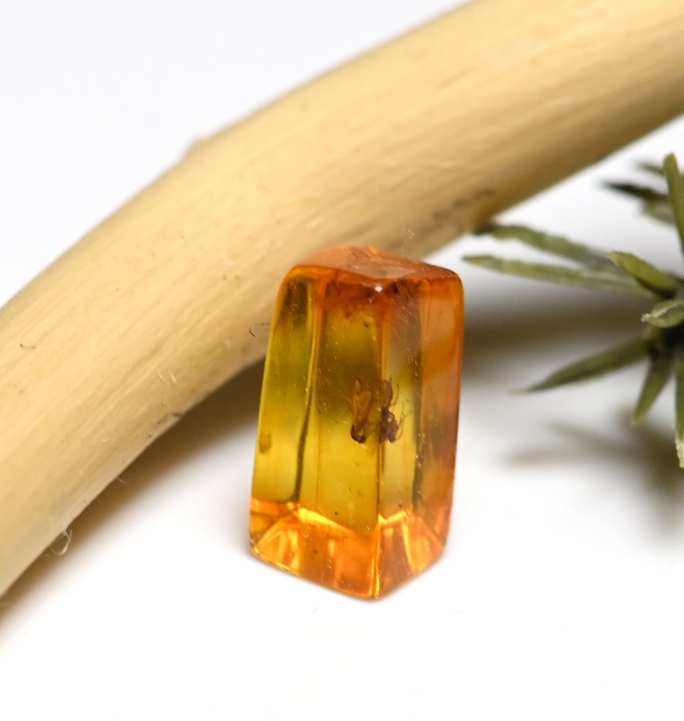 Âmbar do Báltico - com detalhes de Mycetophilidae (mosca dos fungos) e pelos de carvalho, inclusão - Cabochão fóssil  (Sem preço de reserva) #3.2