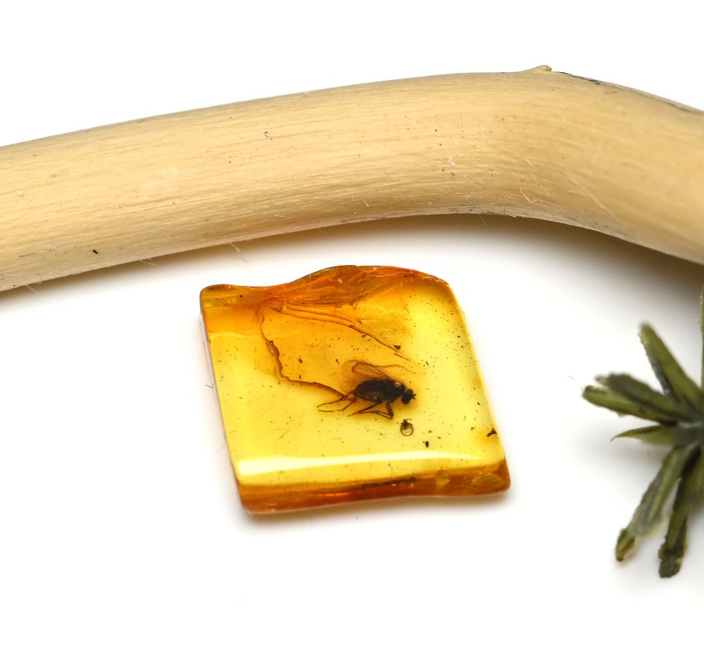 Baltic Amber - with Detailed Dolichopodidae (Long Legged Fly), fossil insect inclusion - Fossil cabochon (No reserve price) #4.3