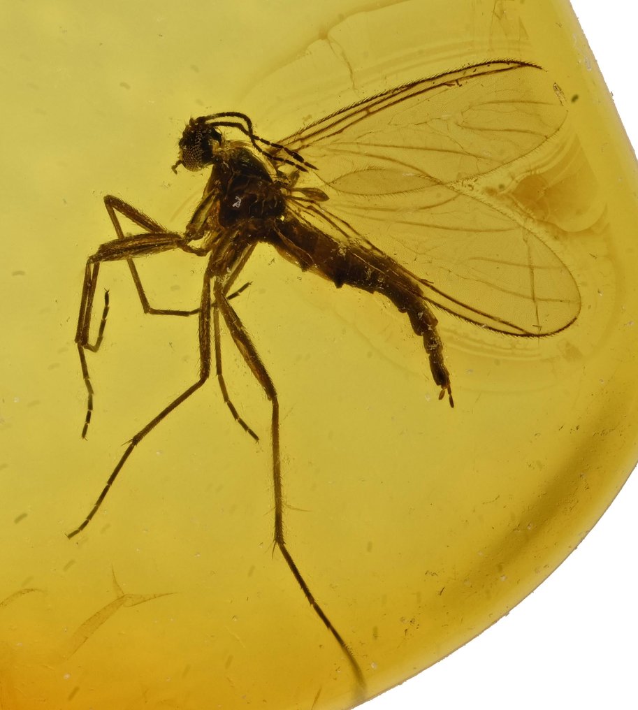 Baltisk rav - med detaljeret Sciaridae (svampemyg) fossil insektindlæg. - Fossil cabochon #1.0