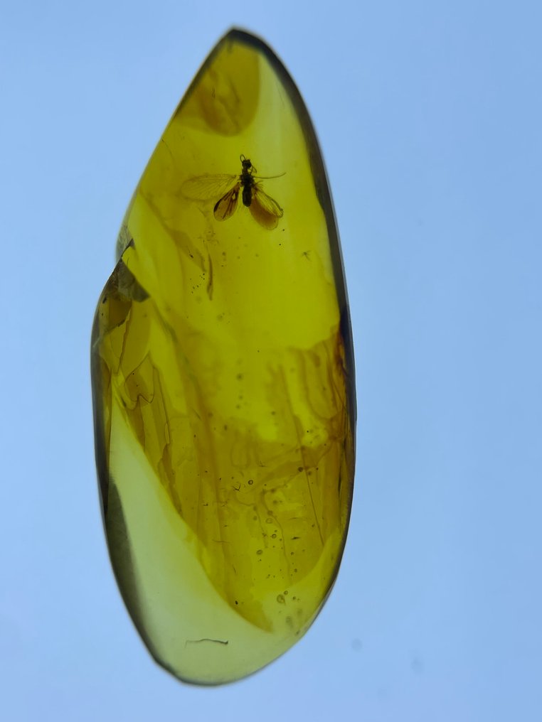 Rav - Rav - Berothidae, Burmese Amber, Insect Amber (Ingen mindstepris) #2.1