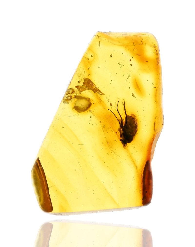 波罗的海琥珀 - 伴有详细的长腿蚊科（Dolichopodidae）化石昆虫包裹 - 光滑化石  (没有保留价) #4.3