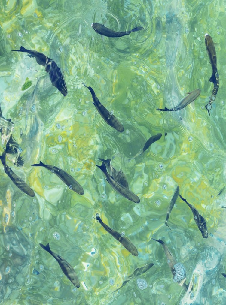 Jaime Oriz - School of fishes #1.0