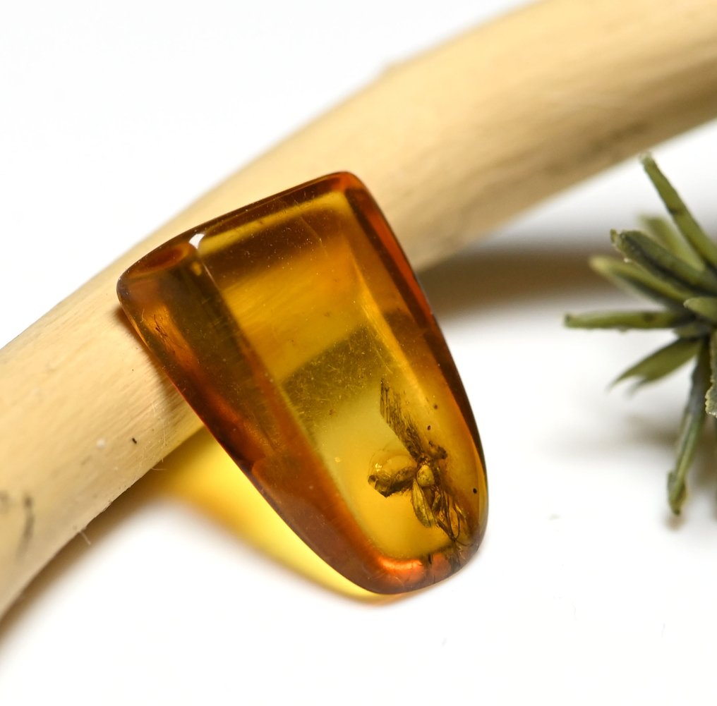 Baltisk bärnsten - med detaljerad Dolichopodidae (långbensflugor), fossilinsekt inkluderad. - Fossil cabochon #3.2