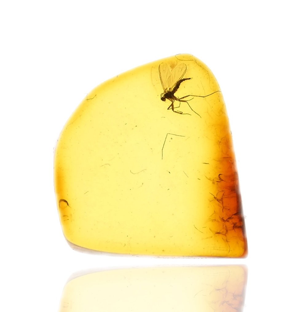 Baltisk rav - med detaljeret Sciaridae (svampemyg) fossil insektindlæg. - Fossil cabochon #4.3