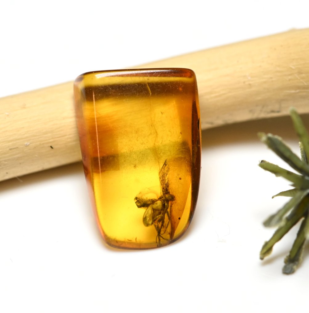 Baltisk bärnsten - med detaljerad Dolichopodidae (långbensflugor), fossilinsekt inkluderad. - Fossil cabochon #2.1