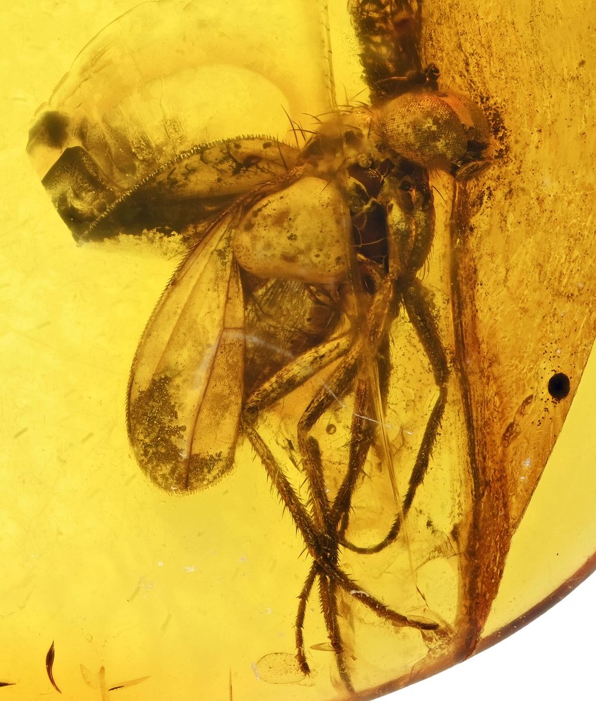 Baltisk bärnsten - med detaljerad Dolichopodidae (långbensflugor), fossilinsekt inkluderad. - Fossil cabochon #1.0