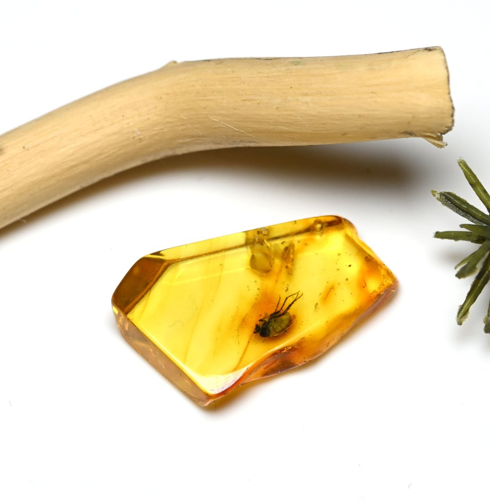 波罗的海琥珀 - 伴有详细的长腿蚊科（Dolichopodidae）化石昆虫包裹 - 光滑化石  (没有保留价) #3.2