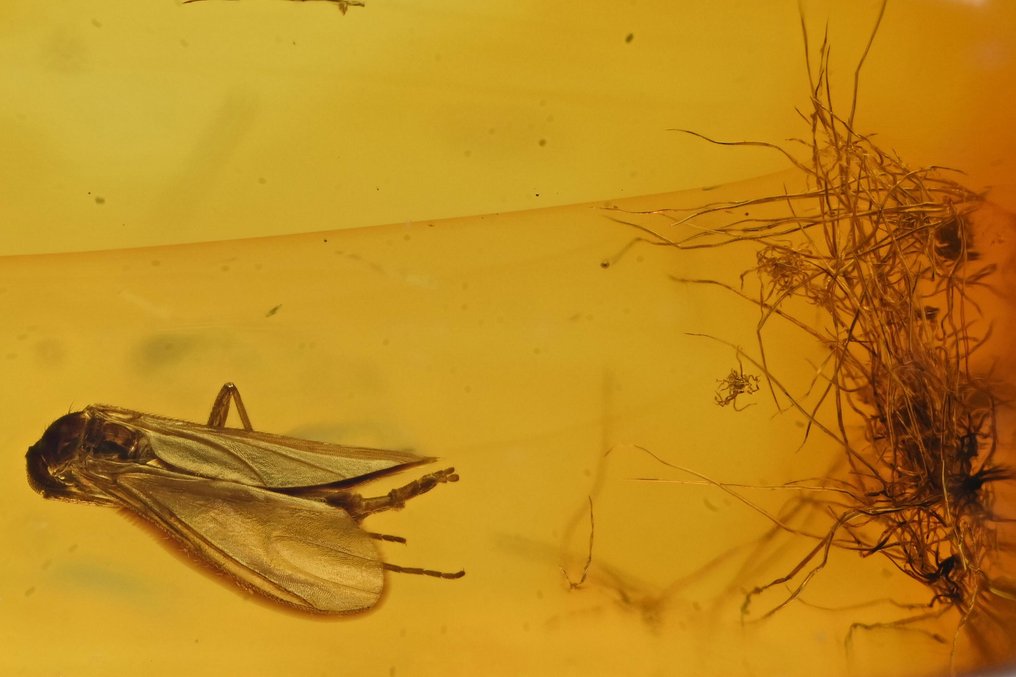 Âmbar do Báltico - com detalhes de Mycetophilidae (mosca dos fungos) e pelos de carvalho, inclusão - Cabochão fóssil  (Sem preço de reserva) #2.1