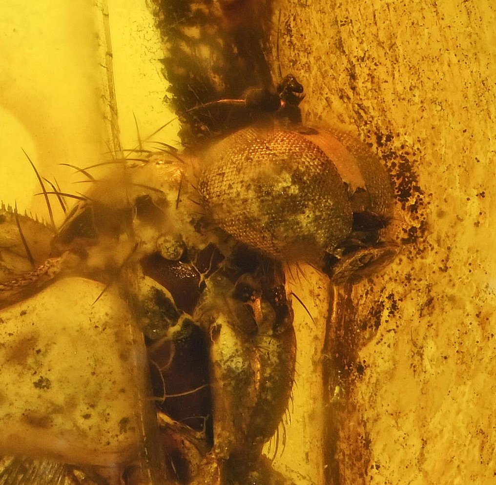 Baltisk bärnsten - med detaljerad Dolichopodidae (långbensflugor), fossilinsekt inkluderad. - Fossil cabochon #1.0