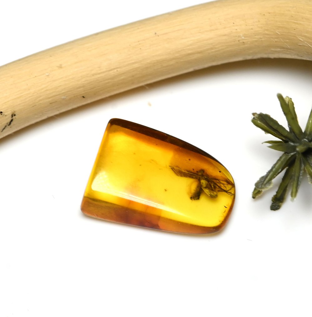 Baltisk bärnsten - med detaljerad Dolichopodidae (långbensflugor), fossilinsekt inkluderad. - Fossil cabochon #4.3