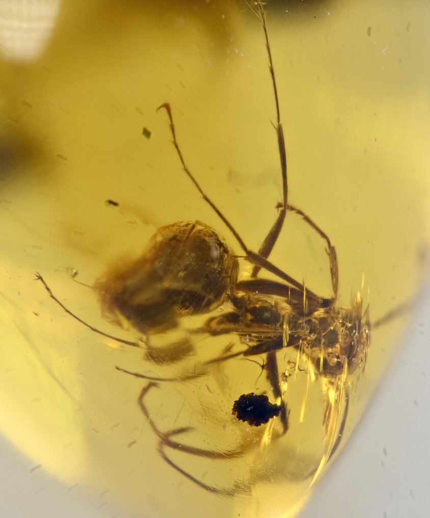 Burmesisk rav - Fossil cabochon - Group of 4 pieces with fossil insect inclusions - Moth, Ant, and two with Microphorines  (Ingen mindstepris) #1.0