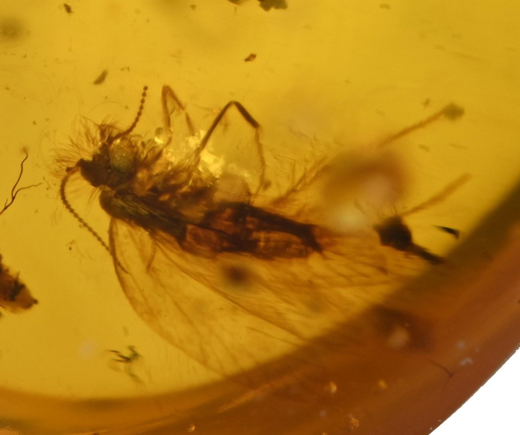 Burmesisk rav - Fossil cabochon - Group of 4 pieces with fossil insect inclusions - Moth, Ant, and two with Microphorines  (Ingen mindstepris) #2.1