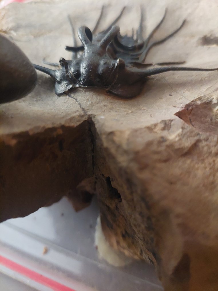 Association of Trilobites - Fossilised animal - Dicranurus monstrosus, Reedops & Paralejurus #4.3