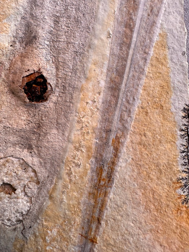 calamar - Matrice fossile - Plesioteuthis sp. - 24 cm - 11 cm #3.2