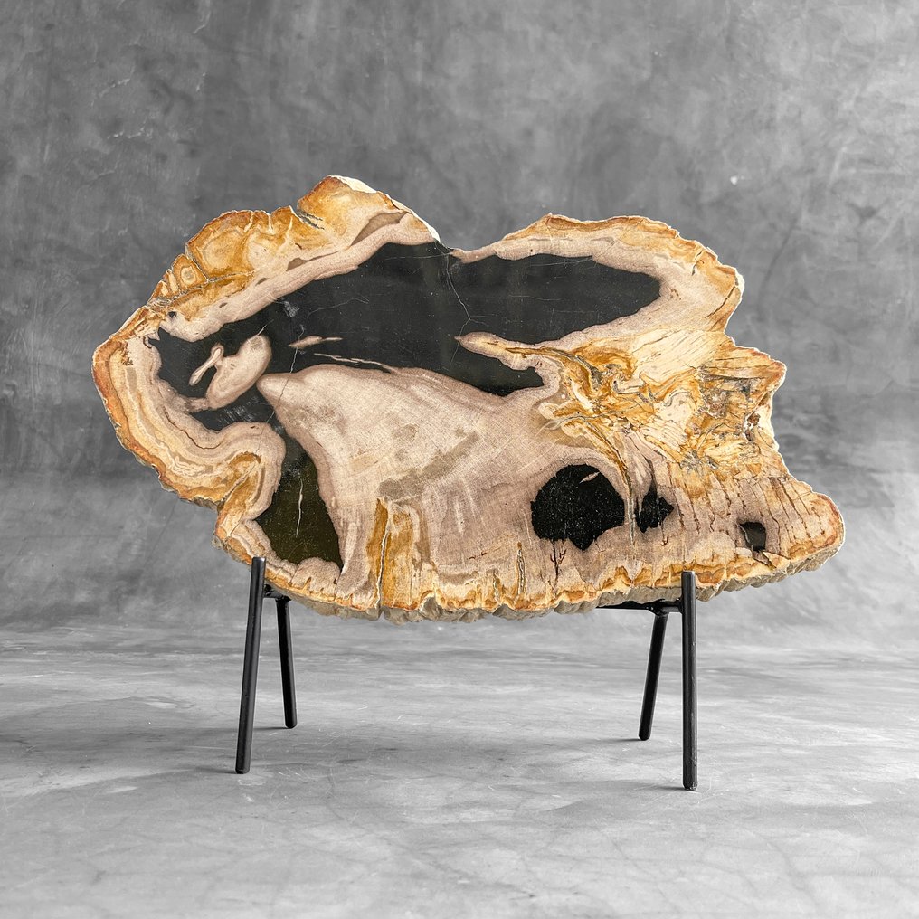 Stunning Slice of Petrified Wood on a custom stand - Fossilised wood - 32 cm - 39 cm (No Reserve Price) #1.0