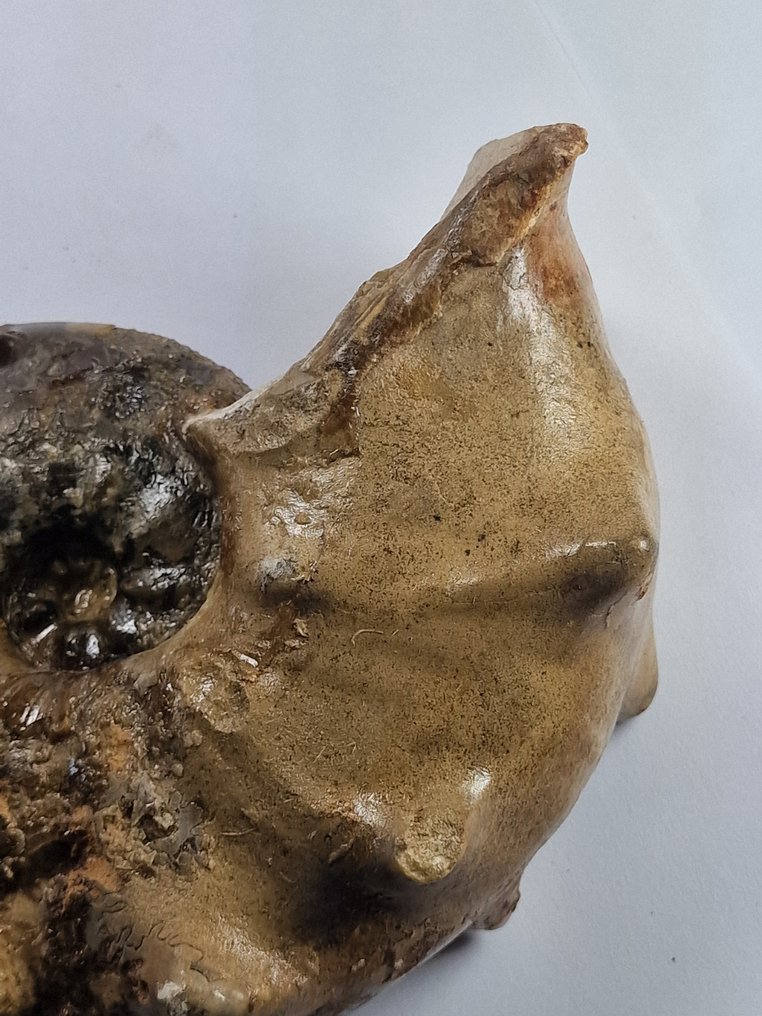 Ammonit - Tierfossil - Mammites nodosoides - 16 cm #4.3
