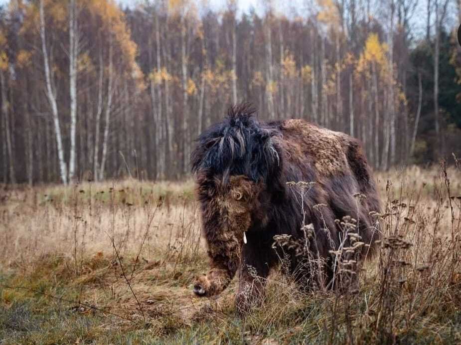 Μαλλιαρό μαμούθ Βάση ρεπλίκας ταρίχευσης - Mammuthus Primigenius - 120 cm - 70 cm - 160 cm - 1 #1.0