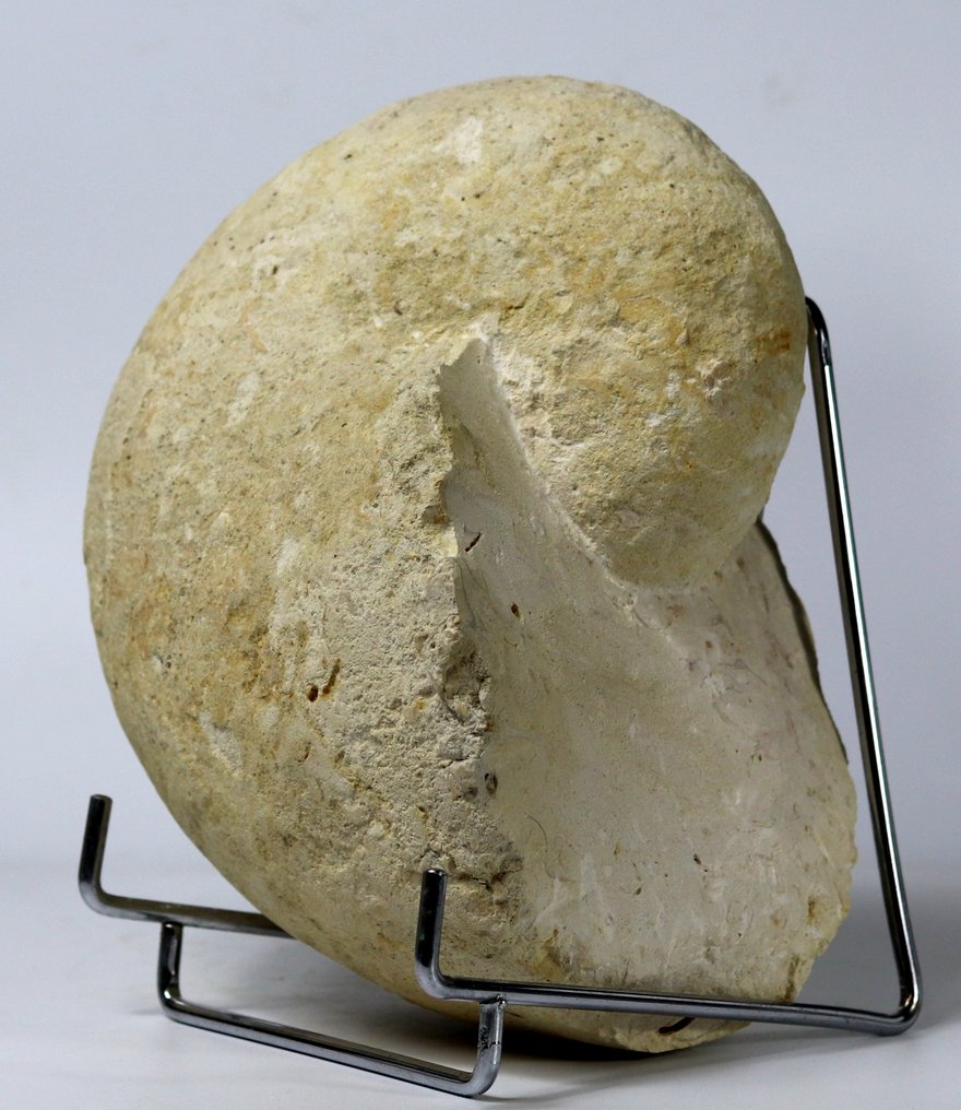 Stor nautiloid på stativ - Fossiliserat djur - Eutrephoceras aff. darupense - 23 cm (Utan reservationspris) #4.3