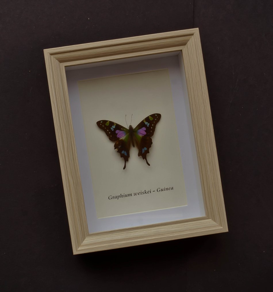 Farfalla Allestimento tassidermico a corpo intero - Graphium weiski - 20.5 cm - 15.5 cm - 4 cm - Specie non CITES #1.0
