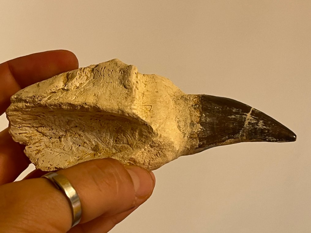 沧龙 - 牙齿化石 - Prognathodon sp. / Mosasauridae indet. - 12,5 cm - 5,7 cm #3.2